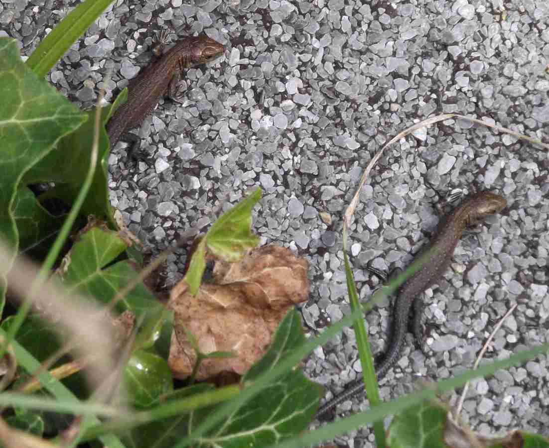 Common lizards
